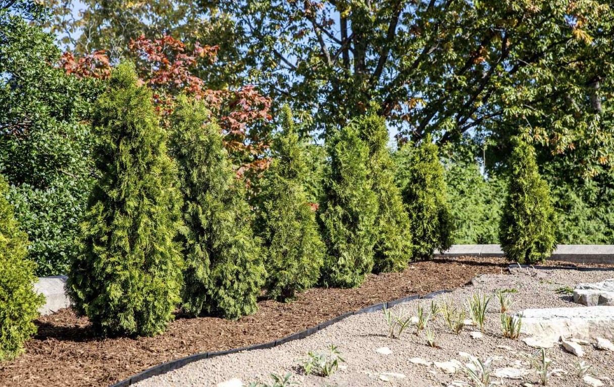 Healthy arborvitae trees and professionally mulched landscape beds
